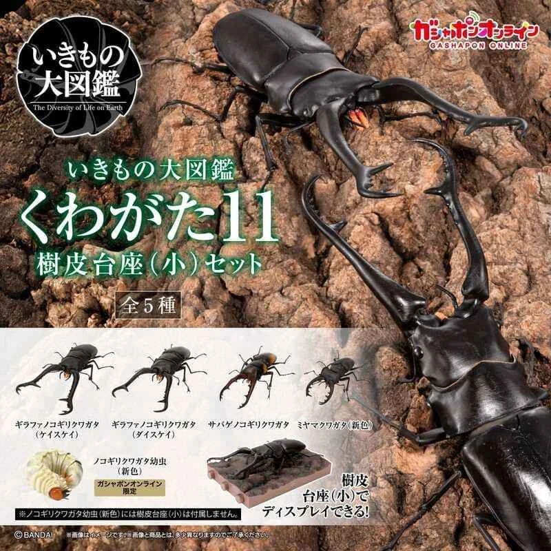 (Pre-order) January 2026 BANDAI Authorized Edition Stag Beetle Encyclopedia 11 with Bark Base (Small) Set of 5